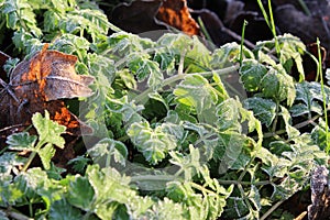 Green leaf on morning