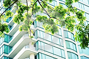 Green leaf morning sun wall windows Condo Condominium.