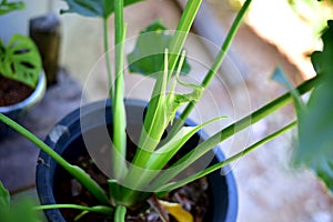 Green leaf Mostera plants in nature