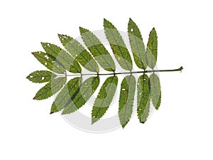 Green leaf of mountain ash isolated on white background.