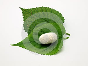 Green leaf of mulberry and silkworm photo