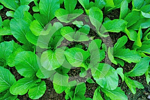 Green leaf mustard in growth