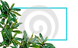 Green leaf native Bucephalandra wavy the nature frame layout with a blue frame on white background