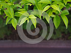 Green leaf natural background.