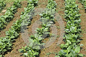 Green leaf or natural leaf in india