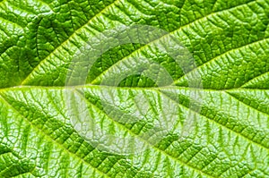 Green leaf nature background