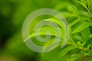 Green leaf nature background. Closeup of green leaf with copy space