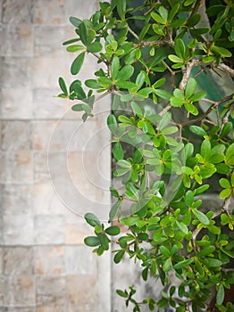 Green leaf. Nature background with copy space.