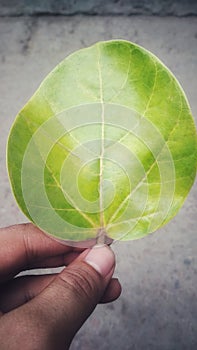 Green leaf