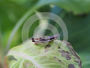 Green leaf nature photo with brown grasshopper.