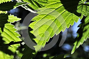 Green leaf of nette plant