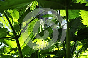 Green leaf of nette plant