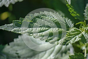 Green leaf of nettle. Young shoots. Close Texture. Summer. Close-up