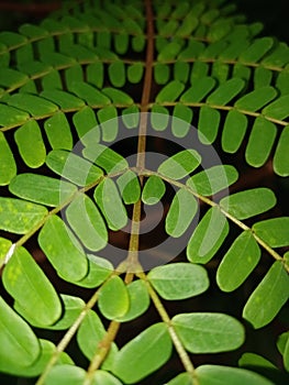 Green leaf night closeup photo