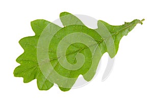 Green leaf of oak isolated on white background