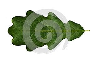 Green leaf oak (symmetrical) on a white background isolated.