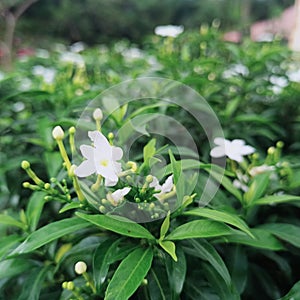 The Green leaf in objek