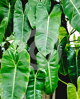 Green leaf onbackground