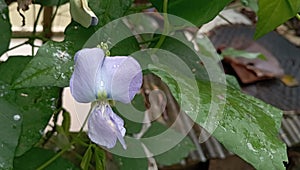 green leaf of ornamental plant Tropaeolum majus in the garden