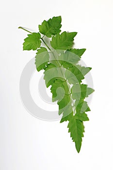 Green Leaf out In Thailand.White Background.