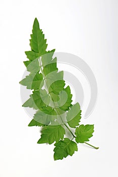 Green Leaf out In Thailand.White Background.