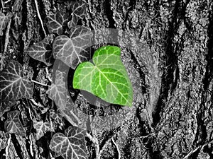 Green leaf over black and white bark, Ecology concept