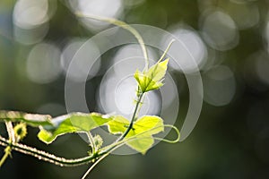 Green leaf over bokeh background
