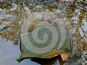 Green leaf over a puddle of water