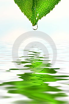 Verde foglia con una goccia d'acqua sopra l'acqua e la riflessione.