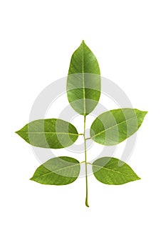 Green leaf of Paduak tree from Thailand isolated on white back ground