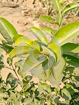 Green leaf from Pakistan mardan