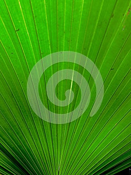 Green leaf palm family plants.