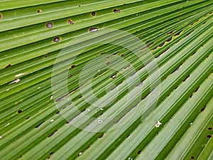 Green leaf palm line texture diagonal
