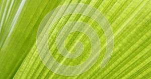 Green leaf palm texture