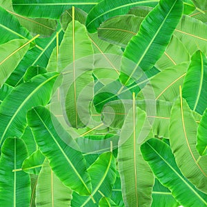 Green leaf of palm tree