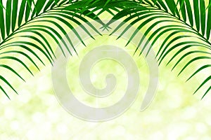 Green leaf of palm tree on bokeh background