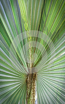 Green leaf palm tree