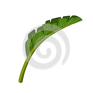 Green leaf of palm tree. Colorful cartoon vector Illustration