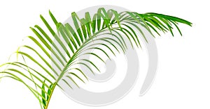 Green leaf of palm tree isolated