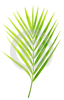 Green leaf of palm tree isolated photo