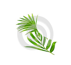 Green leaf of palm tree isolated on white