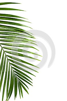 Green leaf of palm tree isolated on white background