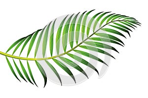 Green leaf of palm tree isolated on white background