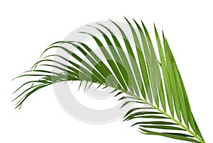 Green leaf of palm tree isolated on white background.
