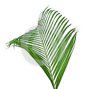 Green leaf of palm tree isolated on white background. photo