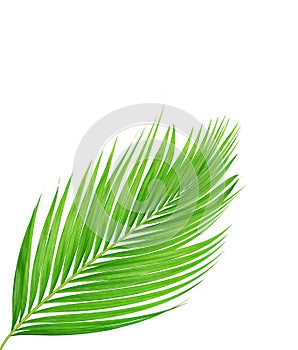 Green leaves of palm tree isolated on white background