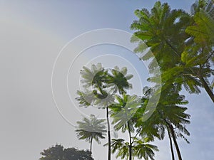 green leaf palm tree with morning sun and blue sky