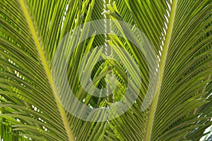 Green leaf of palm tree. palm leafs