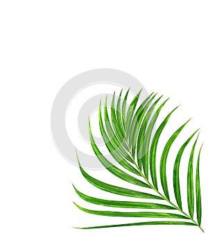 Green leaf of palm tree on white