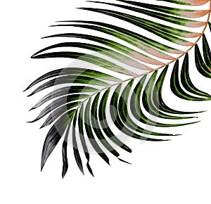 Green leaf of palm tree on white